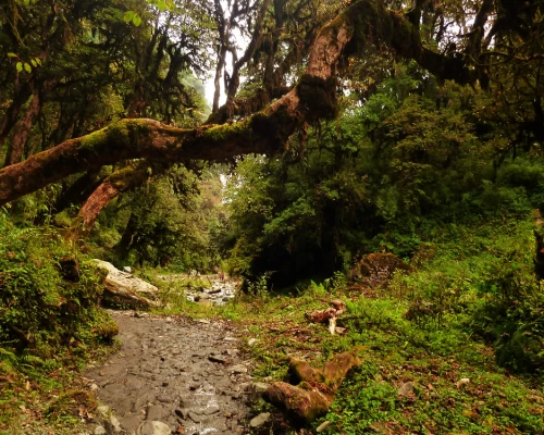 Way toannapurna trek
