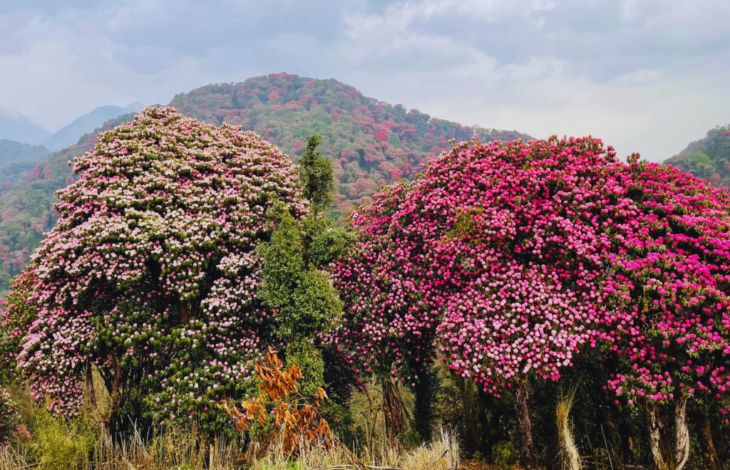 Ghorepani Poon Hill Trek: My Two Week Nepal Journey
