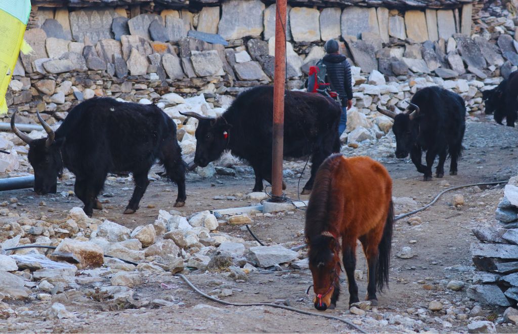 manaslu-trek-preparation